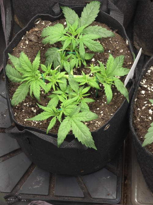 Delicious Seeds GC 26 🏆 - CCKush. Week 4