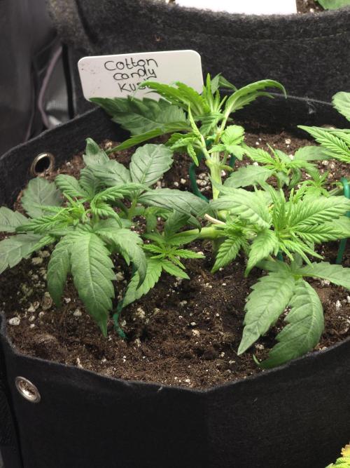 Delicious Seeds GC 26 🏆 - CCKush. Week 4