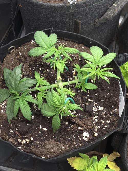 Delicious Seeds GC 26 🏆 - CCKush. Week 4