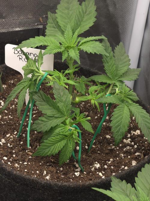 Banana Runtz 🍌🍬 F1 Hybrid by Barney's. Week 3