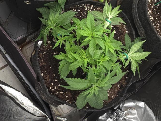 Banana Runtz 🍌🍬 F1 Hybrid by Barney's. Week 4