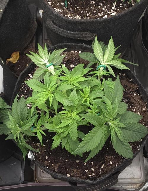 Banana Runtz 🍌🍬 F1 Hybrid by Barney's. Week 4