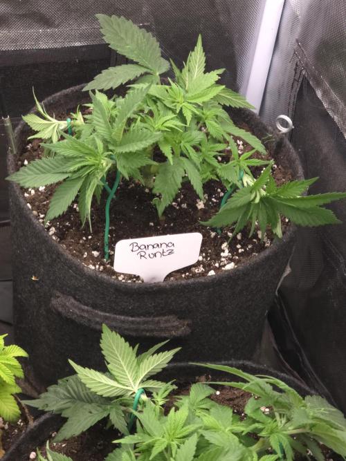 Banana Runtz 🍌🍬 F1 Hybrid by Barney's. Week 4