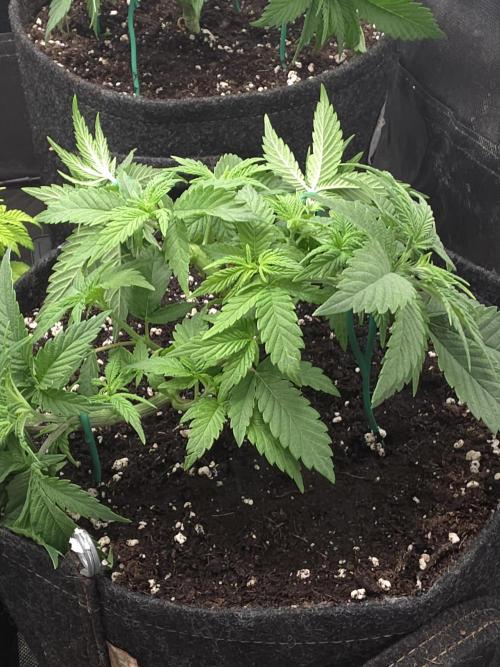 Banana Runtz 🍌🍬 F1 Hybrid by Barney's. Week 4