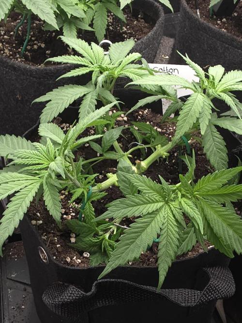 Delicious Seeds GC 26 🏆 - CCKush. Week 5