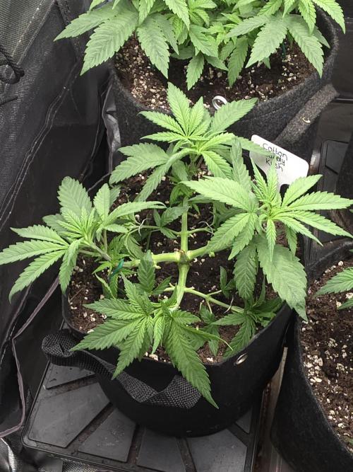 Delicious Seeds GC 26 🏆 - CCKush. Week 5