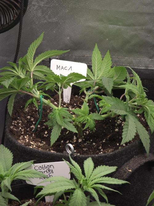 👽 🍪 MAC-1 F1 Hybrid by Barney's Farm. Week 5