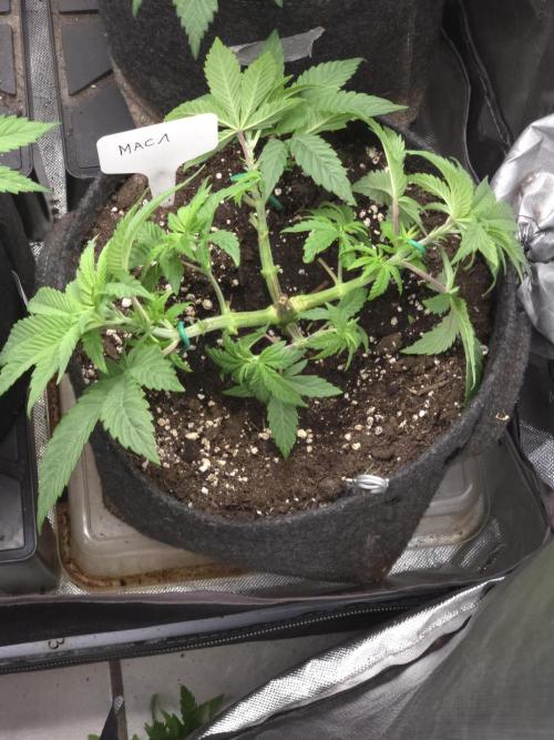 👽 🍪 MAC-1 F1 Hybrid by Barney's Farm. Week 5