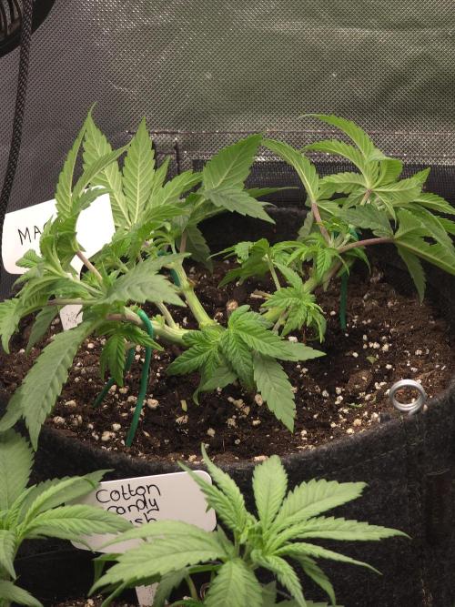 👽 🍪 MAC-1 F1 Hybrid by Barney's Farm. Week 5
