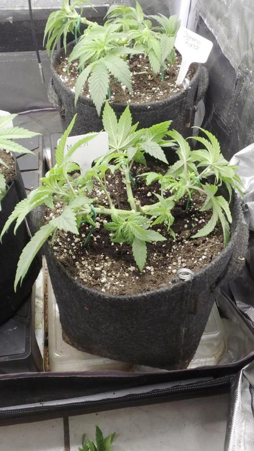 Pure Lite 60x60x160. Week 5