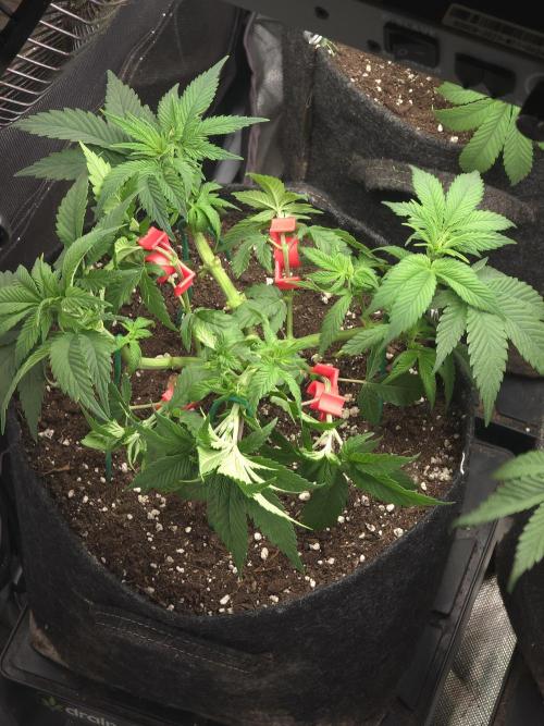 Banana Runtz 🍌🍬 F1 Hybrid by Barney's. Week 5