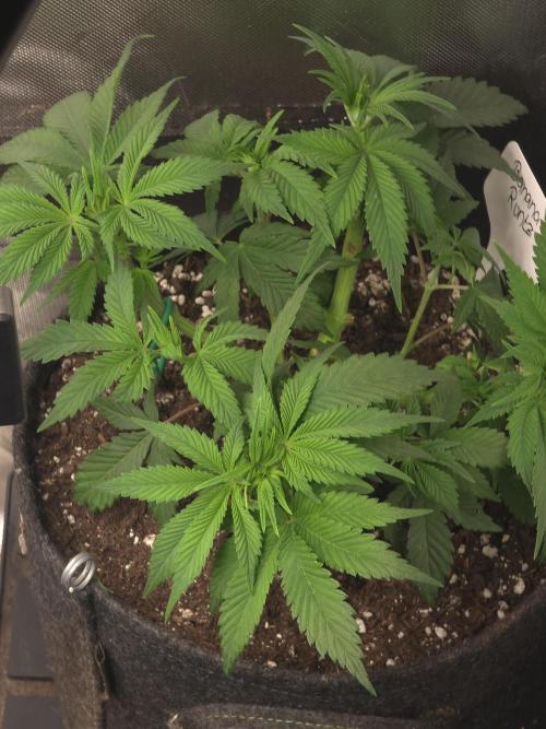 Banana Runtz 🍌🍬 F1 Hybrid by Barney's. Week 5