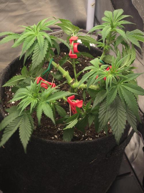 Banana Runtz 🍌🍬 F1 Hybrid by Barney's. Week 5