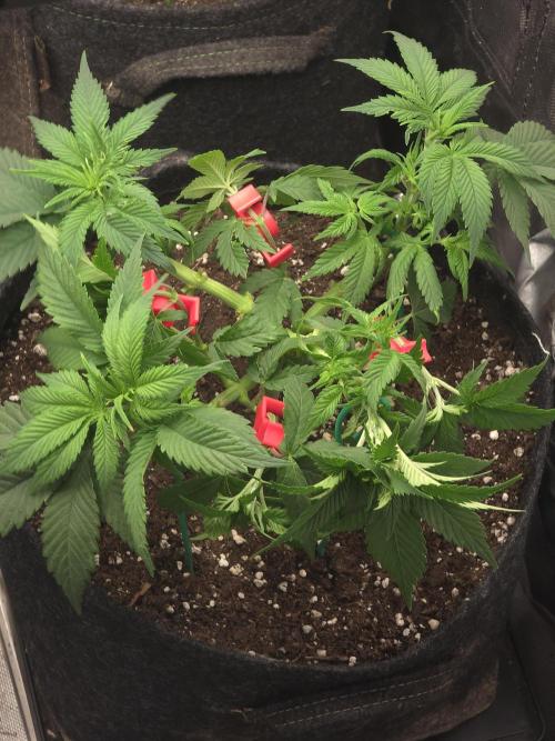 Banana Runtz 🍌🍬 F1 Hybrid by Barney's. Week 5
