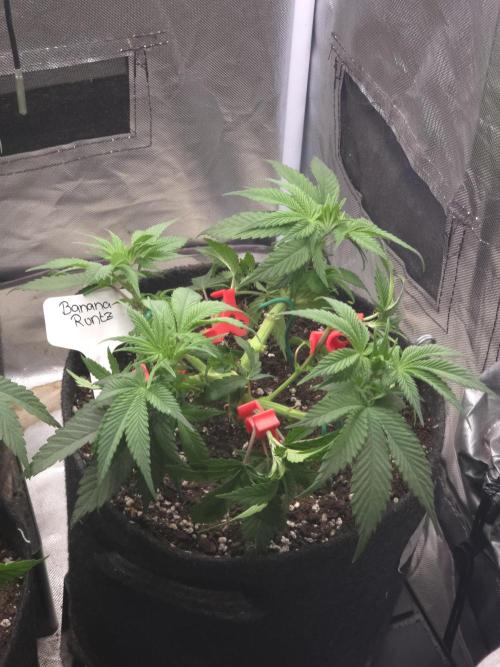 Pure Lite 60x60x160. Week 5