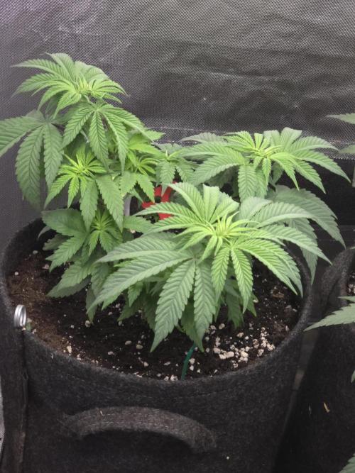 👽 🍪 MAC-1 F1 Hybrid by Barney's Farm. Week 6
