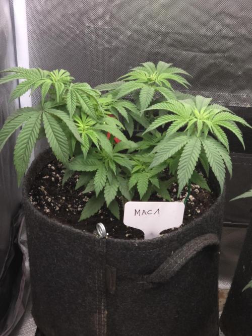 👽 🍪 MAC-1 F1 Hybrid by Barney's Farm. Week 6