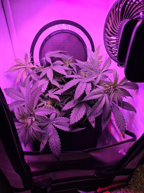 Delicious Seeds GC 26 🏆 - CCKush. Week 6