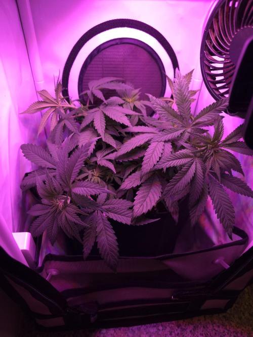 Delicious Seeds GC 26 🏆 - CCKush. Week 6