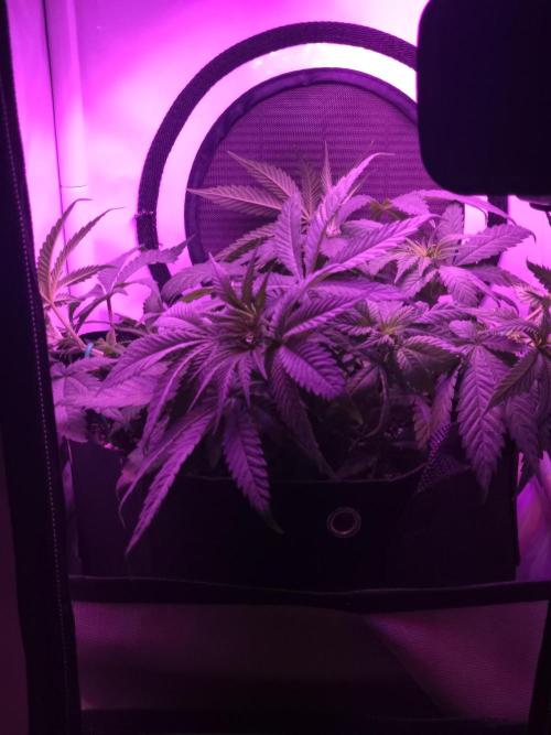 Delicious Seeds GC 26 🏆 - CCKush. Week 6