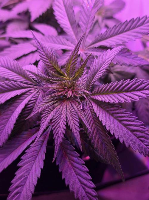 Delicious Seeds GC 26 🏆 - CCKush. Week 6