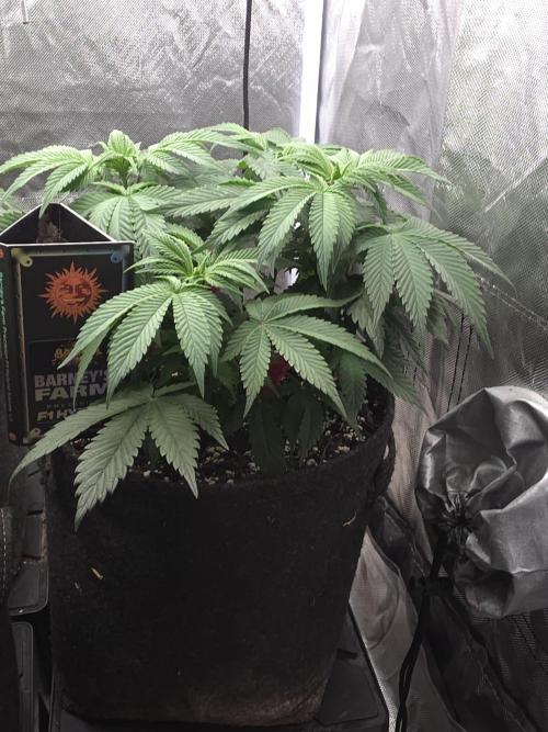 Banana Runtz 🍌🍬 F1 Hybrid by Barney's. Week 6