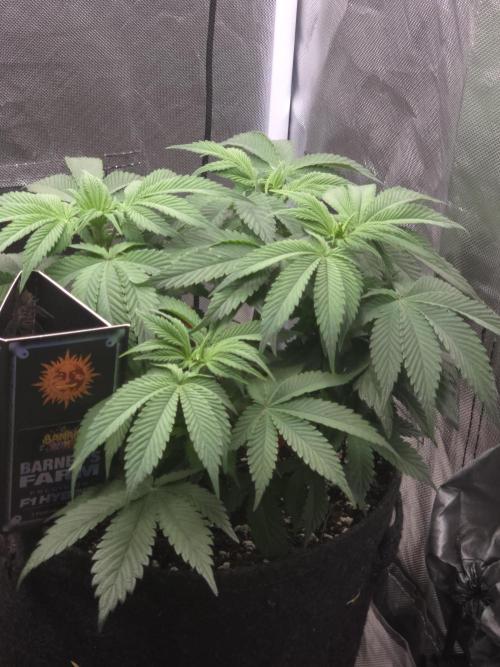Banana Runtz 🍌🍬 F1 Hybrid by Barney's. Week 6