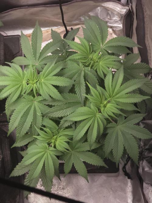 Banana Runtz 🍌🍬 F1 Hybrid by Barney's. Week 6