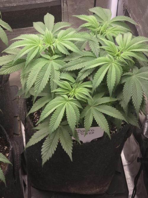 Banana Runtz 🍌🍬 F1 Hybrid by Barney's. Week 6