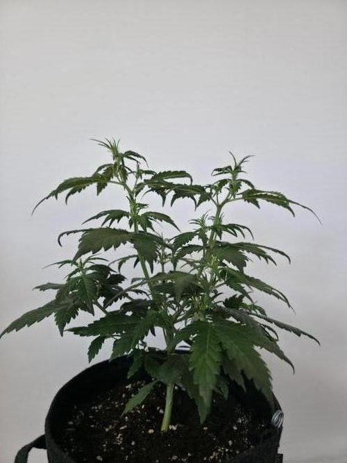 Gorilla Z Auto 🦍 🌈 Outdoor. Week 4