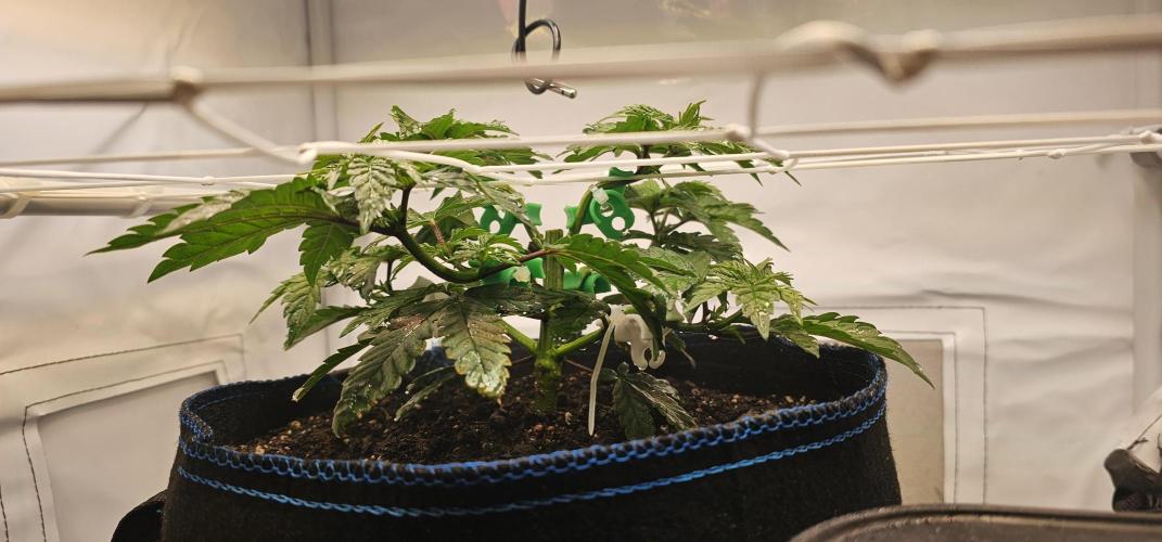 Seriotica 60x60cm 190W Autopot Scrog. Week 4