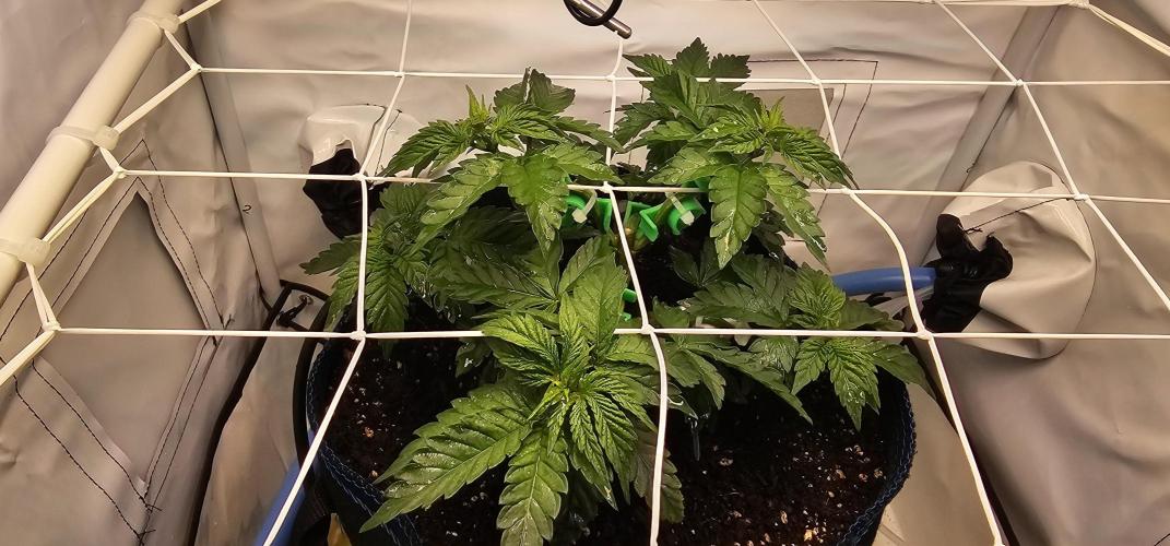 Seriotica 60x60cm 190W Autopot Scrog. Week 4