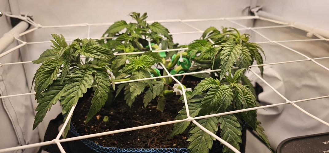Seriotica 60x60cm 190W Autopot Scrog. Week 4