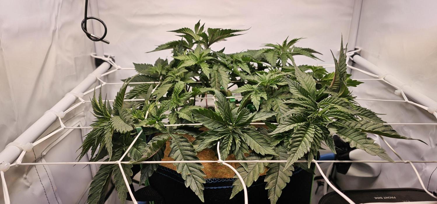 Seriotica 60x60cm 190W Autopot Scrog. Week 5