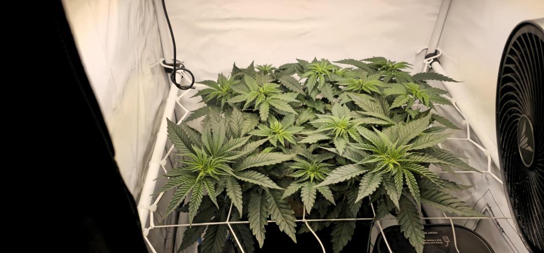 Seriotica 60x60cm 190W Autopot Scrog. Week 6