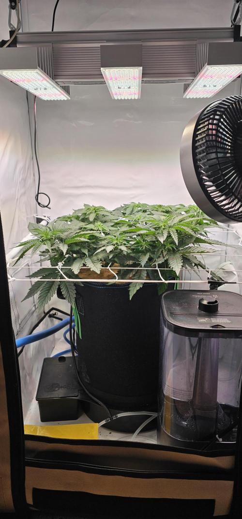 Seriotica 60x60cm 190W Autopot Scrog. Week 6