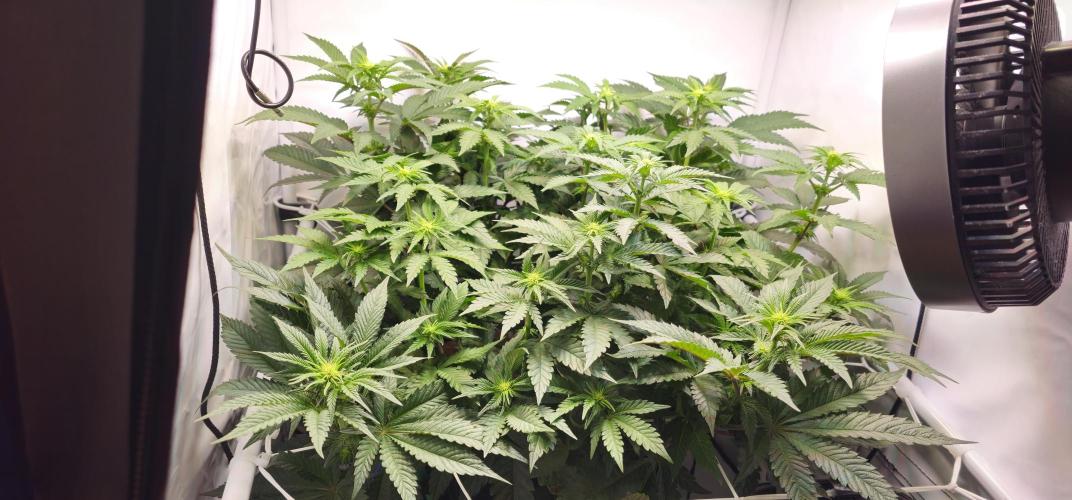 Seriotica 60x60cm 190W Autopot Scrog. Week 7