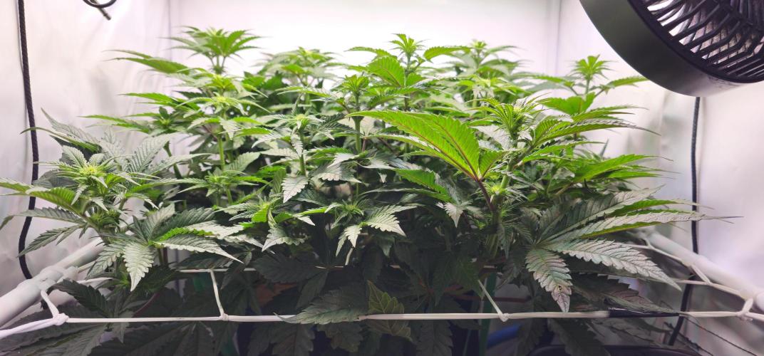 Seriotica 60x60cm 190W Autopot Scrog. Week 7