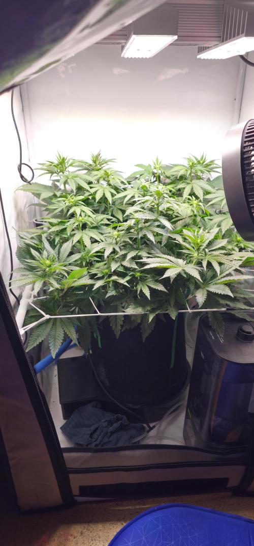 Seriotica 60x60cm 190W Autopot Scrog. Week 8 - 4. day after switch to 12/12