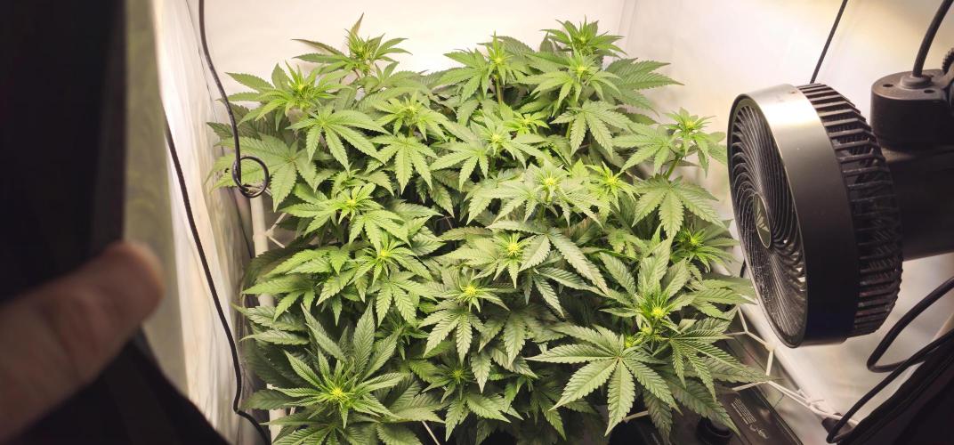 Seriotica 60x60cm 190W Autopot Scrog. Week 8 - 4. day after switch to 12/12