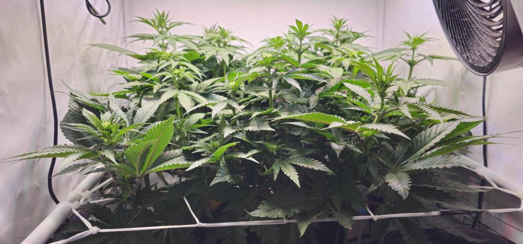 Seriotica 60x60cm 190W Autopot Scrog. Week 8 - 4. day after switch to 12/12