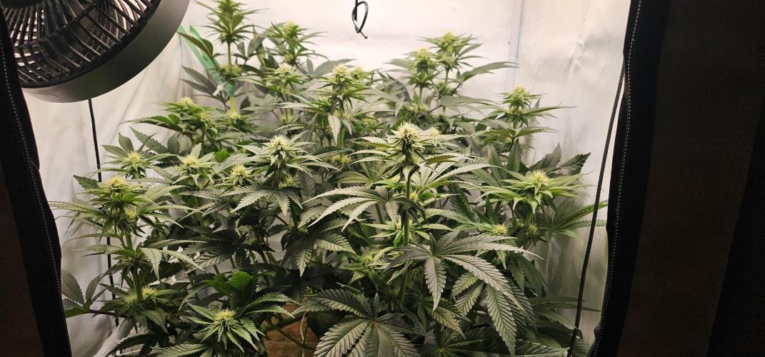 Seriotica 60x60cm 190W Autopot Scrog. Week 9 - 13th day after switch to 12/12