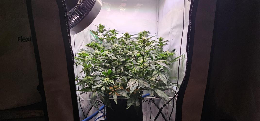 Seriotica 60x60cm 190W Autopot Scrog. Week 9 - 13th day after switch to 12/12