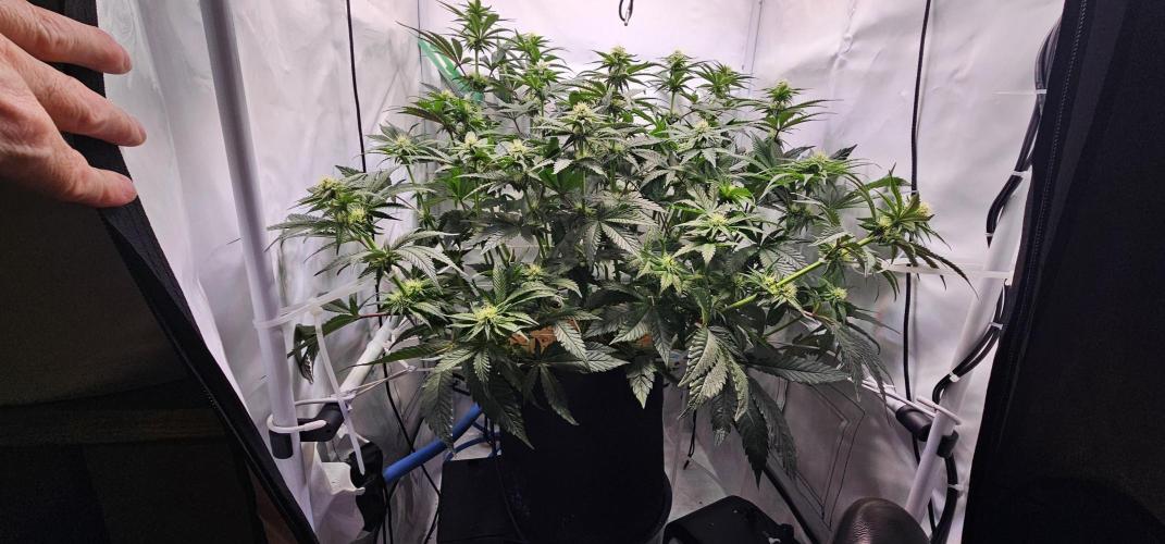 Seriotica 60x60cm 190W Autopot Scrog. Week 9 - 13th day after switch to 12/12