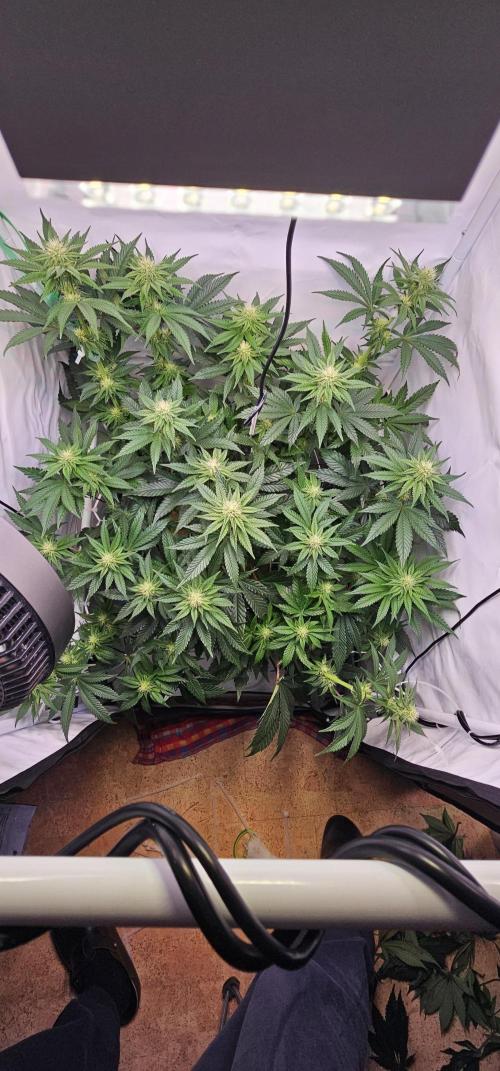 Seriotica 60x60cm 190W Autopot Scrog. Week 9 - 13th day after switch to 12/12