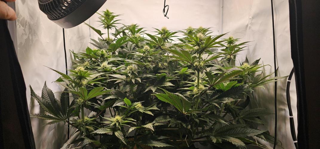 Seriotica 60x60cm 190W Autopot Scrog. Week 9 - 13th day after switch to 12/12