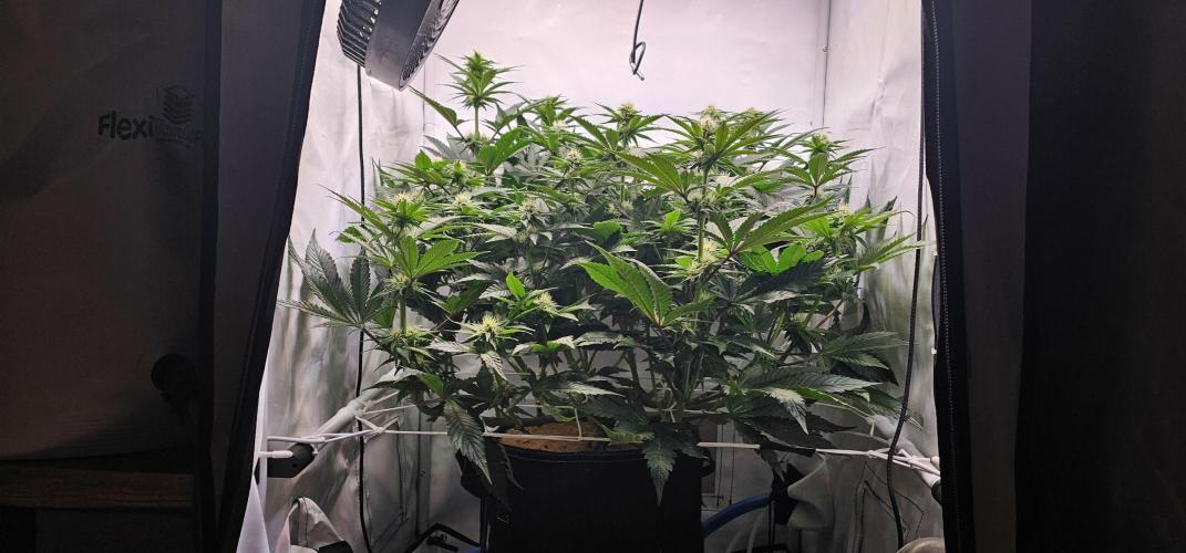 Seriotica 60x60cm 190W Autopot Scrog. Week 9 - 13th day after switch to 12/12