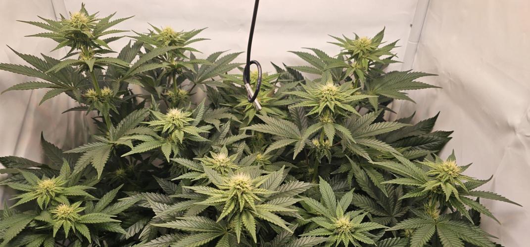 Seriotica 60x60cm 190W Autopot Scrog. Week 9 - 13th day after switch to 12/12