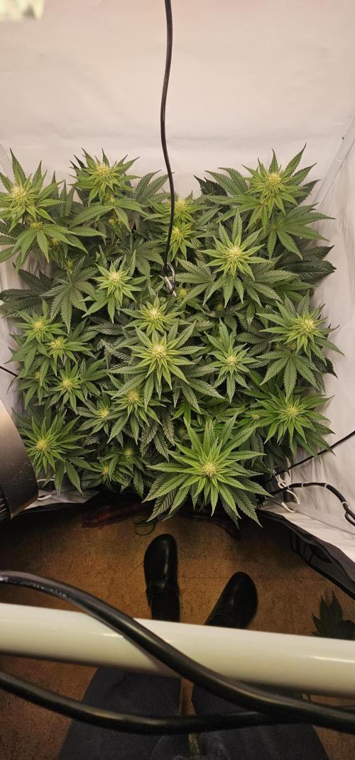 Seriotica 60x60cm 190W Autopot Scrog. Week 9 - 13th day after switch to 12/12