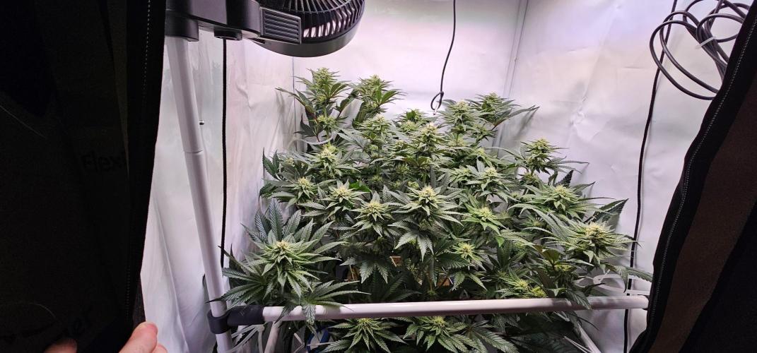 Seriotica 60x60cm 190W Autopot Scrog. Week 10